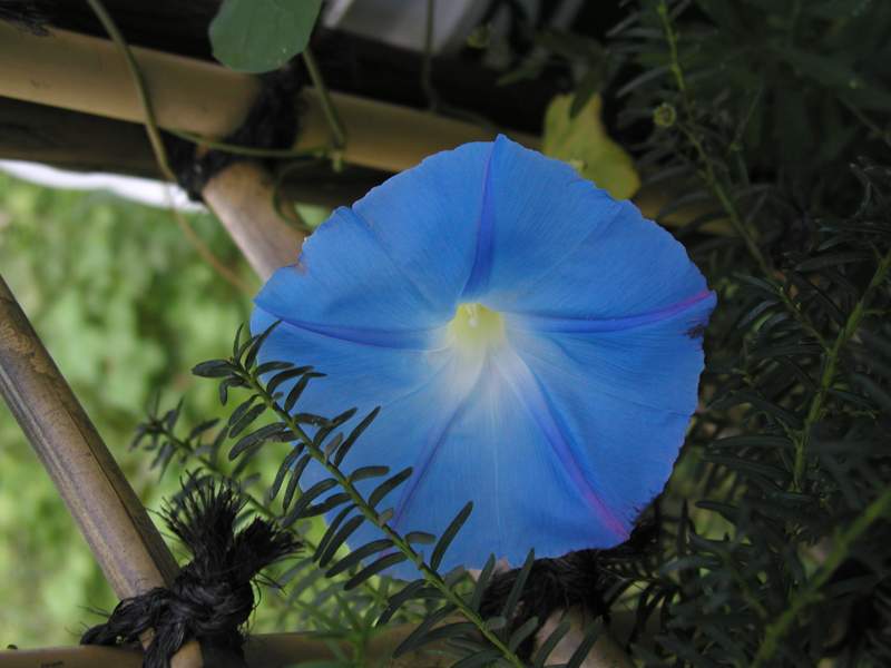 アサガオ・ヘブンリー・ブルー